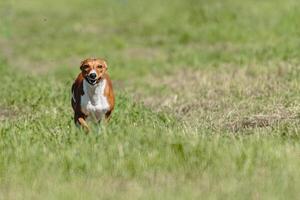Basenji dog lifted off the ground during the dog racing competition running straight into camera photo