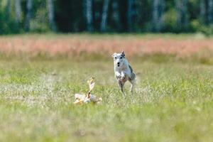 Whippet dog lifted off the ground during the dog racing competition running straight into camera photo
