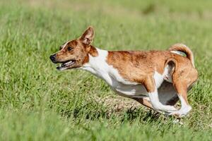 Basenji dog running fast and chasing lure across green field at dog racing competion photo