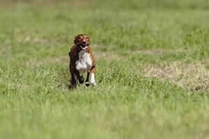 Basenji dog running fast and chasing lure across green field at dog racing competion photo