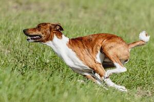 Basenji dog running fast and chasing lure across green field at dog racing competion photo