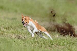 Basenji dog running fast and chasing lure across green field at dog racing competion photo