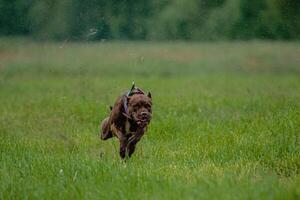 Pit Bull Terrier running fast and chasing lure across green field at dog racing competion photo