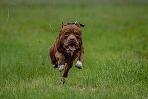 Pit Bull Terrier running fast and chasing lure across green field at dog racing competion photo