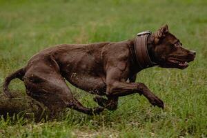 Pit Bull Terrier running fast and chasing lure across green field at dog racing competion photo
