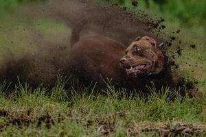 Pit Bull Terrier running fast on black mud and green field photo