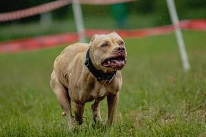 Pit Bull Terrier running fast and chasing lure across green field at dog racing competion photo