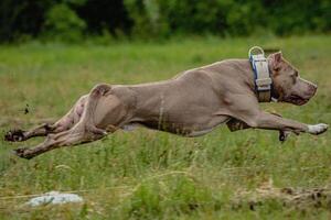 Pit Bull Terrier lifted off the ground during the dog racing competition running straight into camera photo