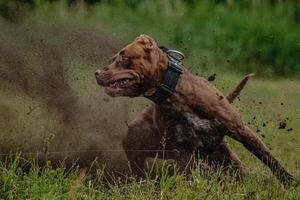 Pit Bull Terrier running fast on black mud and green field photo