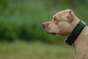 Head of Pit Bull Terrier in the field at coursing and racing competition photo