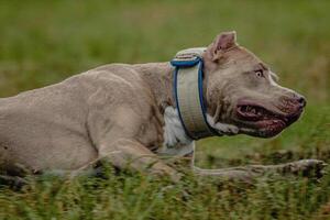 Half of body of Pit Bull Terrier in the field at coursing and racing competition photo