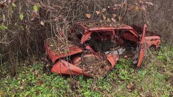 An old red car, rusted and covered in foliage, showcases nature reclaiming urban artifacts from the past video