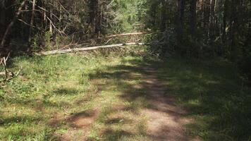 Summer forest background slow movement on a forest road first person view video