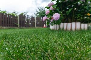 Garden scene featuring a lush, green lawn and blooming hydrangeas with lovely pink flowers. The garden area is bordered by a wooden fence in the background. photo