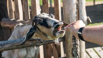 The goat reaches forward to eat food from the person who offers it to him. A cute baby goat with small horns sits in a wooden pen covered with dry straw. photo