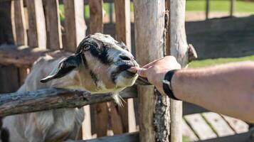 The goat reaches forward to eat food from the person who offers it to him. A cute baby goat with small horns sits in a wooden pen covered with dry straw. photo