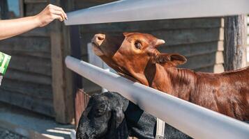 A brown calf leaning over a fence toward a hand with food. Farm or petting zoo, with wooden structures in the background. photo