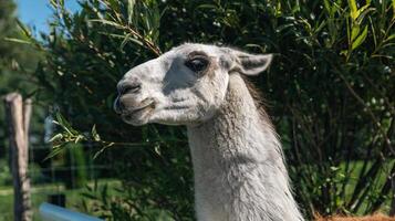 Cute Alpaca on the farm. Beautiful and funny animals from is a species of South American camelid. Animal lama. photo