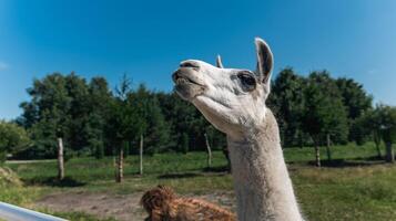Cute Alpaca on the farm. Beautiful and funny animals from is a species of South American camelid. Animal lama. photo