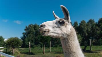 Cute Alpaca on the farm. Beautiful and funny animals from is a species of South American camelid. Animal lama. photo
