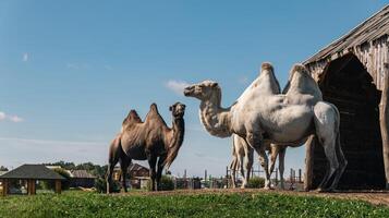Group of camels, including a two-humped Bactrian camel and at least one single-humped dromedary camel, near a wooden structure. photo