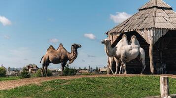 Group of camels, including a two-humped Bactrian camel and at least one single-humped dromedary camel, near a wooden structure. photo