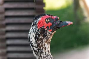 Muscovy duck, characterized by its distinctive red facial caruncles and dark plumage. photo