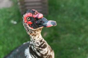 Muscovy duck, characterized by its distinctive red facial caruncles and dark plumage. photo