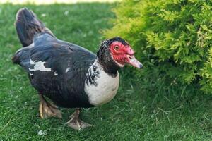 Muscovy duck, characterized by its distinctive red facial caruncles and dark plumage. photo