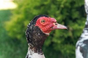 Muscovy duck, characterized by its distinctive red facial caruncles and dark plumage. photo