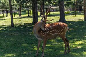 The image features a young deer grazing in a lush, green meadow. The deer has a light brown coat and large, attentive ears, blending naturally into its peaceful, grassy environment. photo