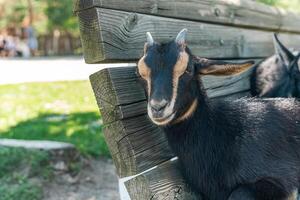 Goats are sitting on a bench. Goats resting together. photo