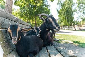 Goats are sitting on a bench. Goats resting together. photo