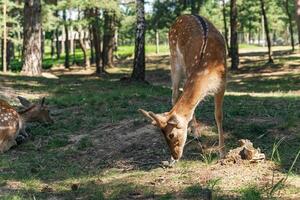 The image features a young deer grazing in a lush, green meadow. The deer has a light brown coat and large, attentive ears, blending naturally into its peaceful, grassy environment. photo