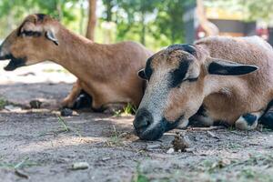Group of goats resting on grass. Goats are known for their curious and playful nature, often found grazing in various environments. Farm animals. photo