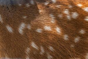 Female sika deer fur texture Cute wild animal concept, brown deer and fur pattern background. Fur of a deer, characterized by its reddish-brown color and distinctive white spots. photo