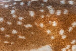 Female sika deer fur texture Cute wild animal concept, brown deer and fur pattern background. Fur of a deer, characterized by its reddish-brown color and distinctive white spots. photo