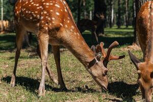 Sika deer eats grass in a meadow surrounded by a fence at the zoo. A beautiful deer grazes peacefully on a green meadow on a sunny day. Deer eats grass in the meadow. photo