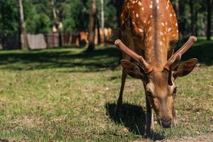 Sika deer eats grass in a meadow surrounded by a fence at the zoo. A beautiful deer grazes peacefully on a green meadow on a sunny day. Deer eats grass in the meadow. photo