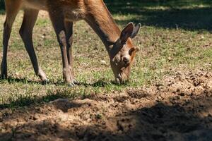 Sika deer eats grass in a meadow surrounded by a fence at the zoo. A beautiful deer grazes peacefully on a green meadow on a sunny day. Deer eats grass in the meadow. photo