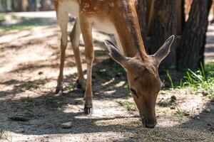 Sika deer eats grass in a meadow surrounded by a fence at the zoo. A beautiful deer grazes peacefully on a green meadow on a sunny day. Deer eats grass in the meadow. photo