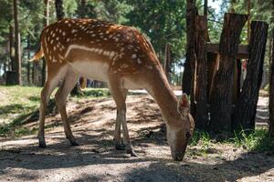 Sika deer eats grass in a meadow surrounded by a fence at the zoo. A beautiful deer grazes peacefully on a green meadow on a sunny day. Deer eats grass in the meadow. photo