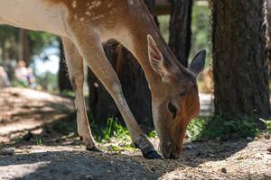 Sika deer eats grass in a meadow surrounded by a fence at the zoo. A beautiful deer grazes peacefully on a green meadow on a sunny day. Deer eats grass in the meadow. photo