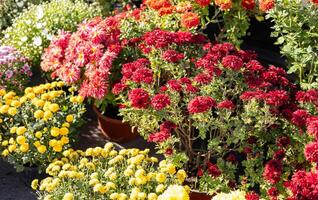 Various chrysanthemum plants in full bloom, featuring yellow, white, and purple flowers in pots arranged on a garden bench. photo