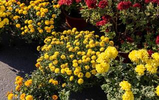 Various chrysanthemum plants in full bloom, featuring yellow, white, and purple flowers in pots arranged on a garden bench. photo