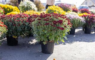 Various chrysanthemum plants in full bloom, featuring yellow, white, and purple flowers in pots arranged on a garden bench. photo