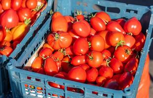 Ripe tomato. Choose ripe tomato in market. Tomatoes lying on a pile on top of each other, tomato texture. Selective focus. photo