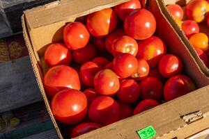 Ripe tomato. Choose ripe tomato in market. Tomatoes lying on a pile on top of each other, tomato texture. Selective focus. photo