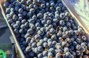 Grape or anggur on the market. Grapes can be eaten fresh as table grapes or they can be used for making wine, jam, grape juice and jelly photo