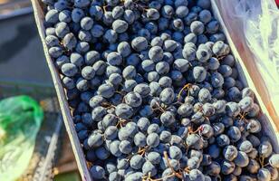 Grape or anggur on the market. Grapes can be eaten fresh as table grapes or they can be used for making wine, jam, grape juice and jelly photo